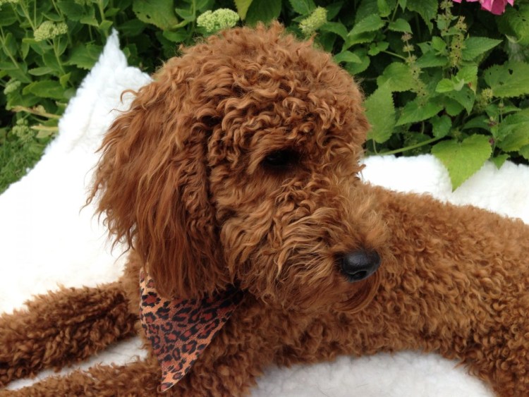 Карликовый пудель рыжий