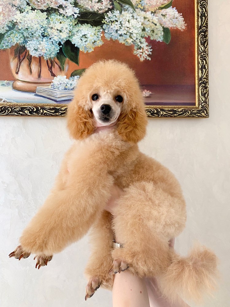 Карликовый пудель мальтипу