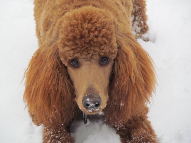 Карликовый пудель