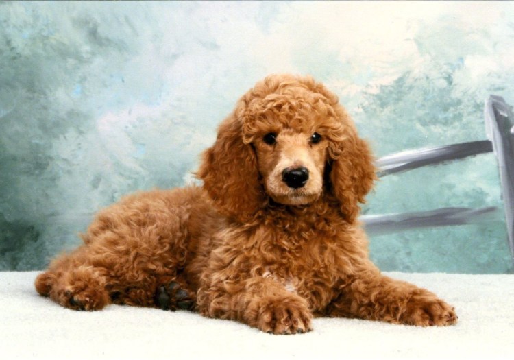 Карликовый пудель рыжий