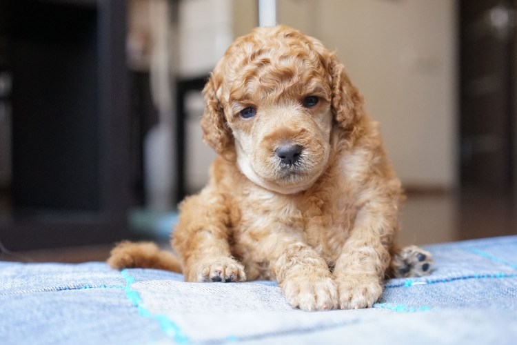 Пудель карликовый абрикосовый