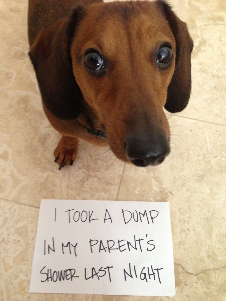 Мемы с таксами с надписями