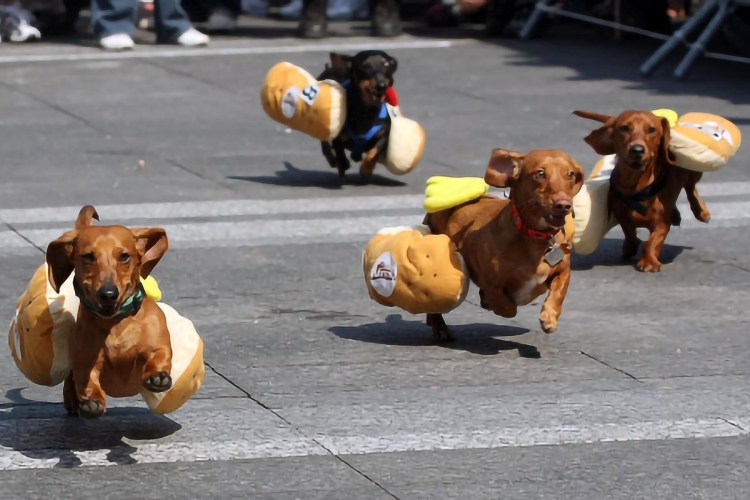 Смешные таксы