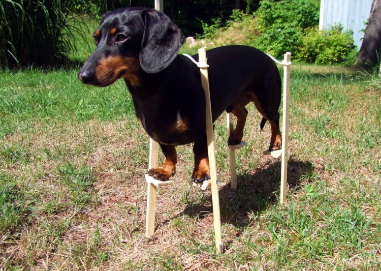 Броня на таксу