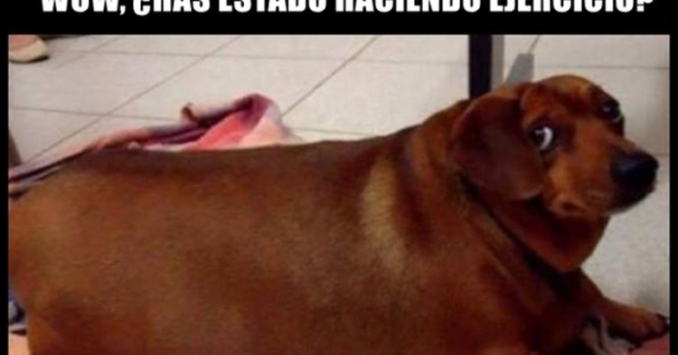 Толстая такса слепая