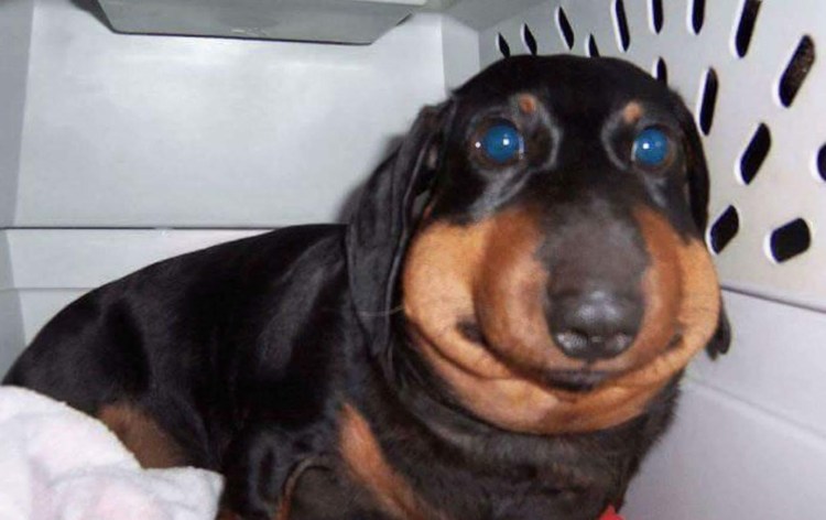 Смешная злая собака