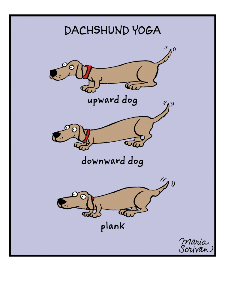 Смешная такса Мем