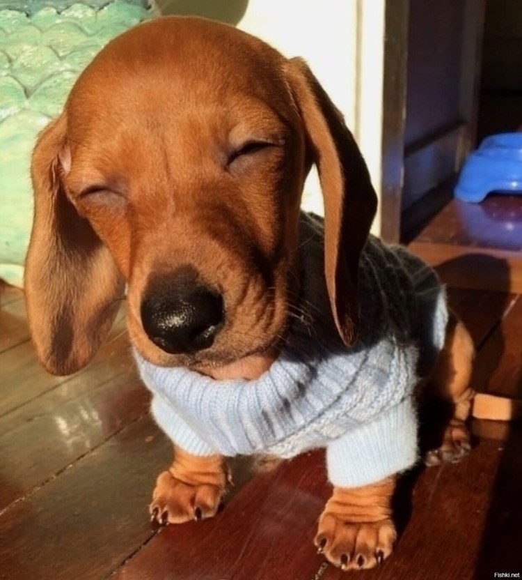 Упоротая собака