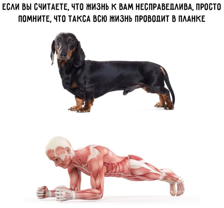 Собака такса Мем