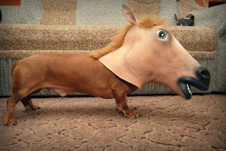 Злая толстая такса