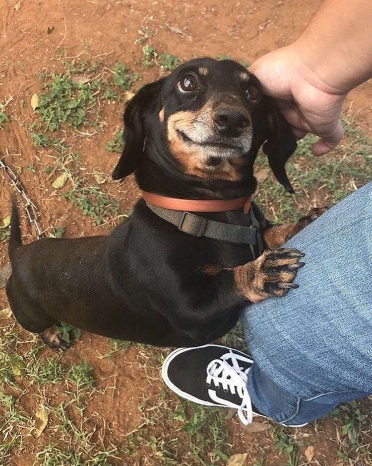 Такса улыбается