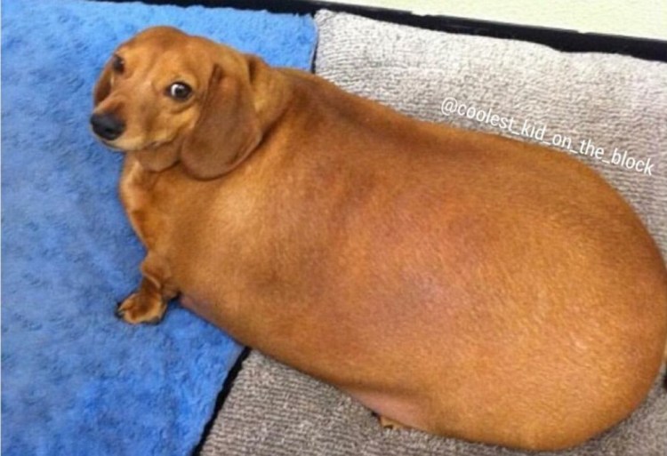 Мемы с таксами