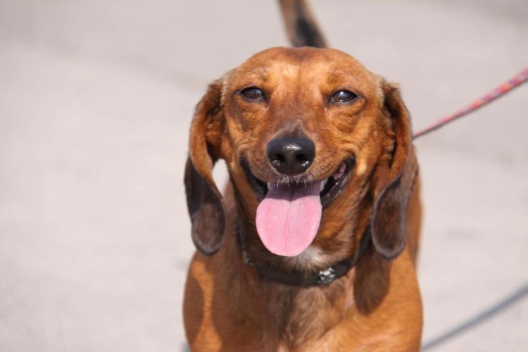 Толстая такса