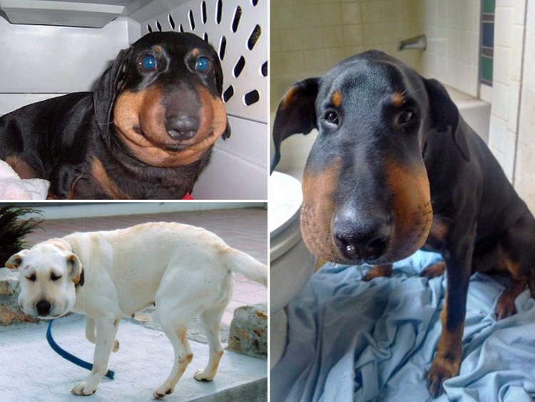 Такса прикол