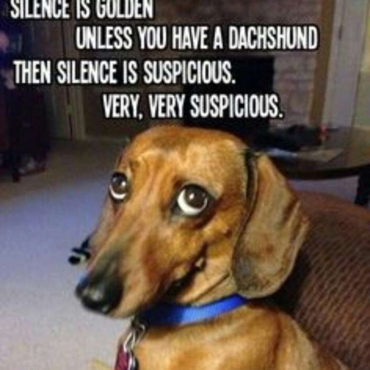 Такса на ходулях