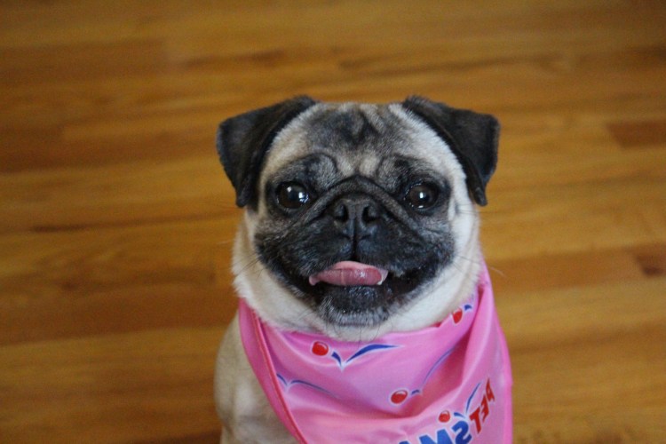 Прикольные мопсы