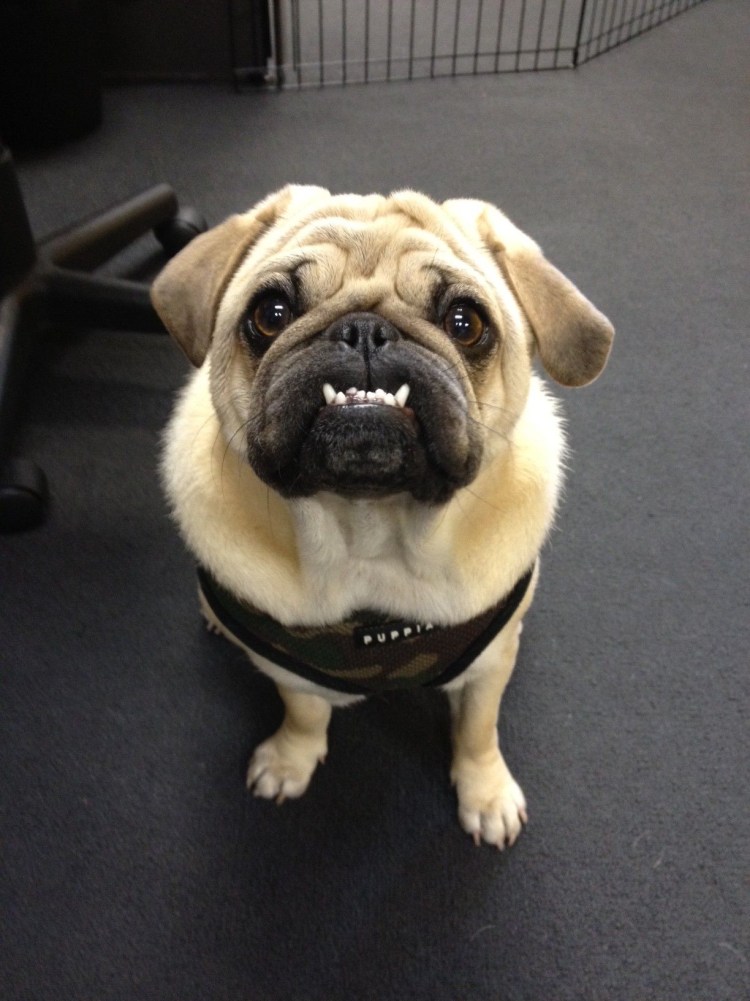 Мопс улыбака