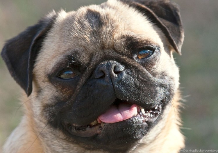 Счастливый Мопс