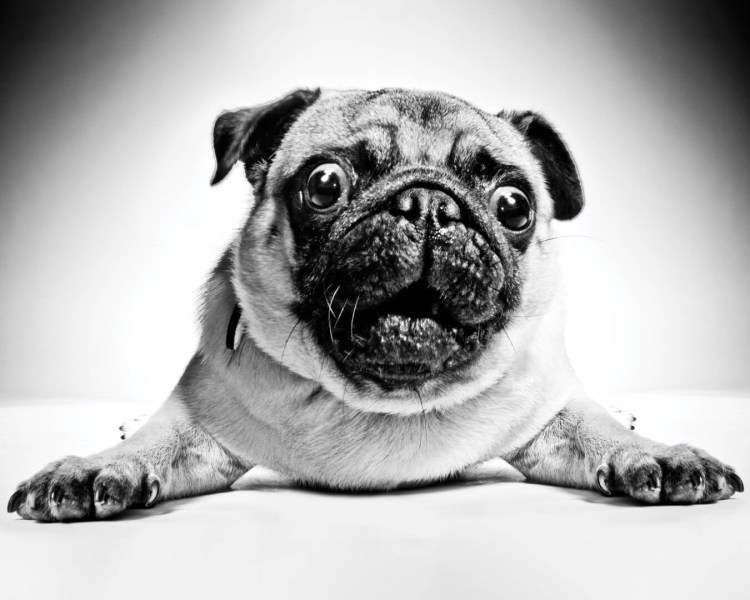 Мопс улыбка