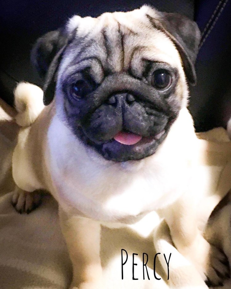 Педигри Мопс