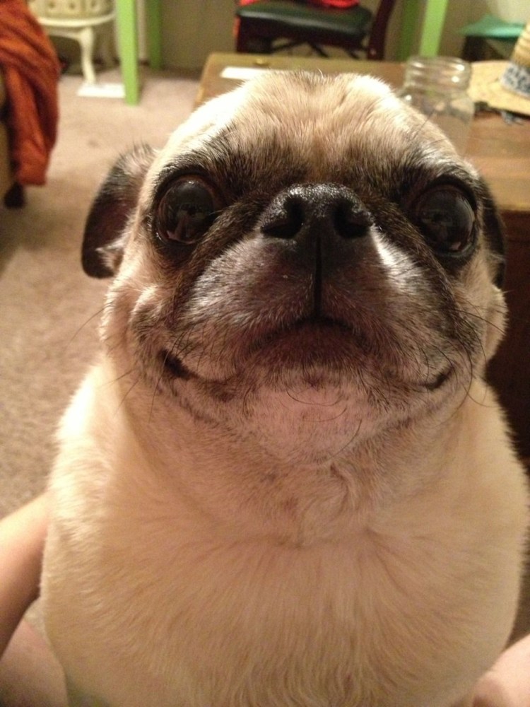 Мопсик улыбается