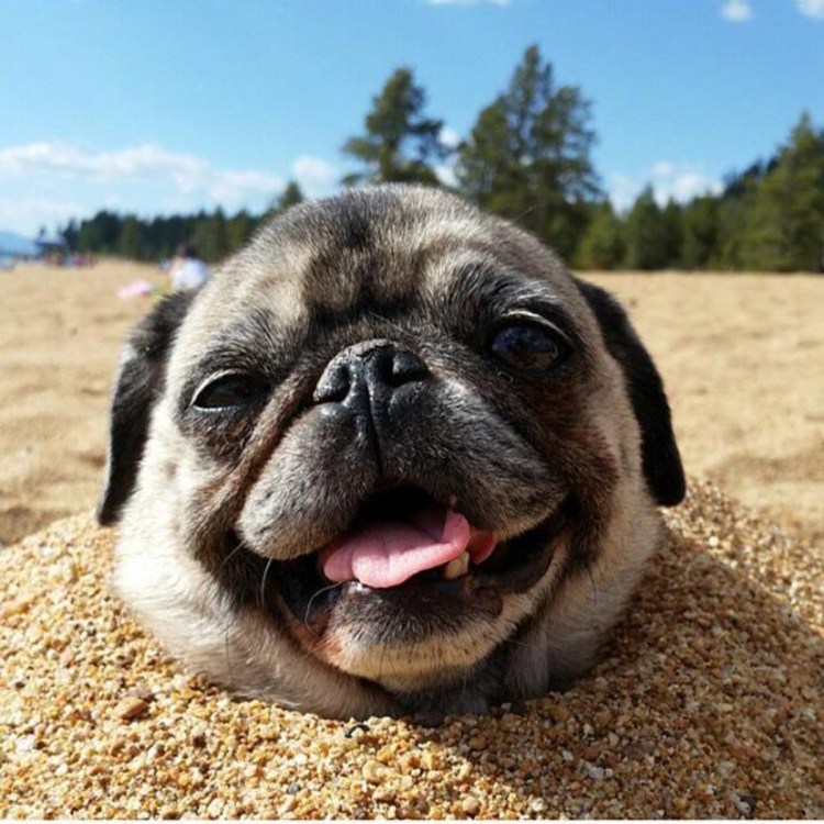 Собаки мопсики