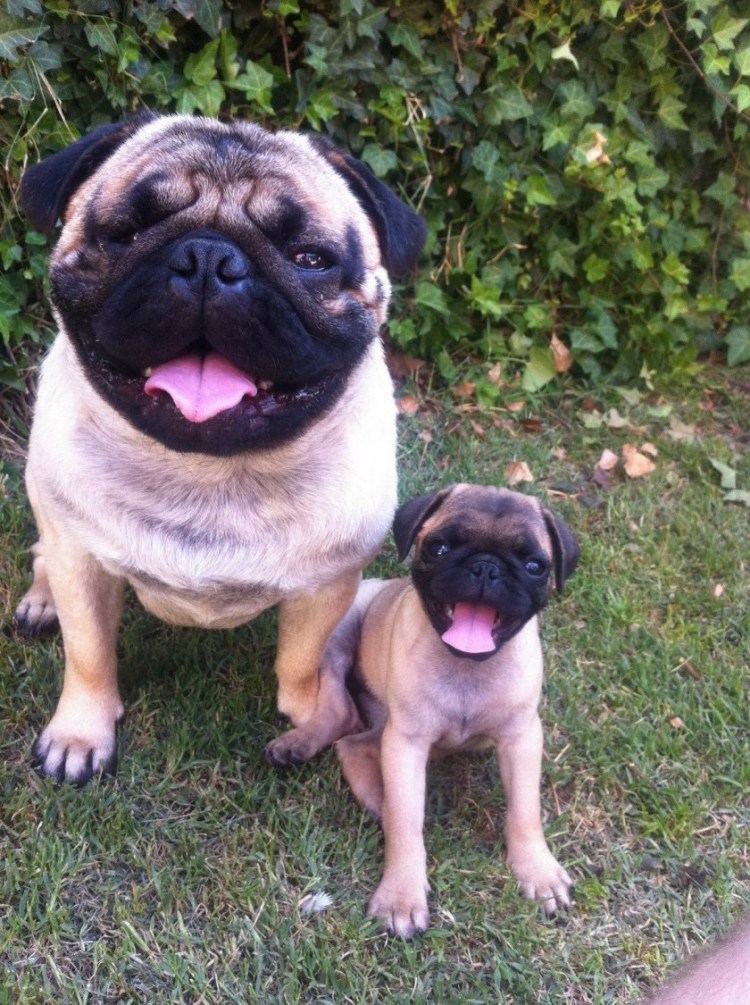 Смешные мопсы