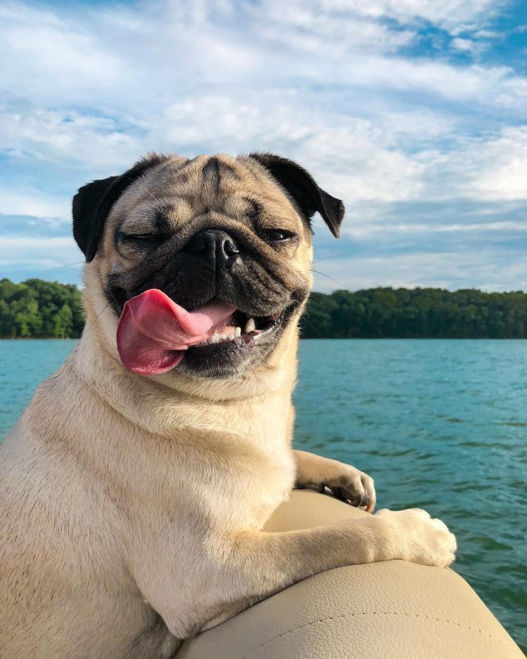 Пасть МОПСА