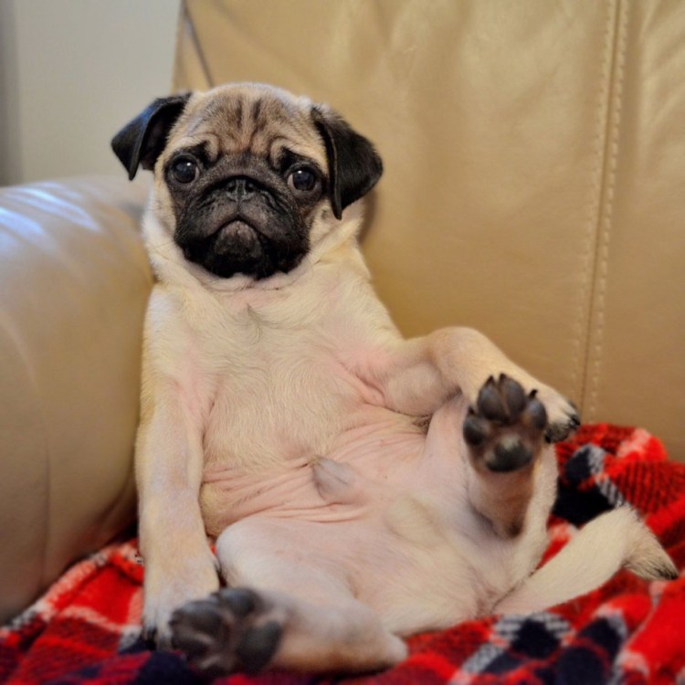 Мопс улыбка