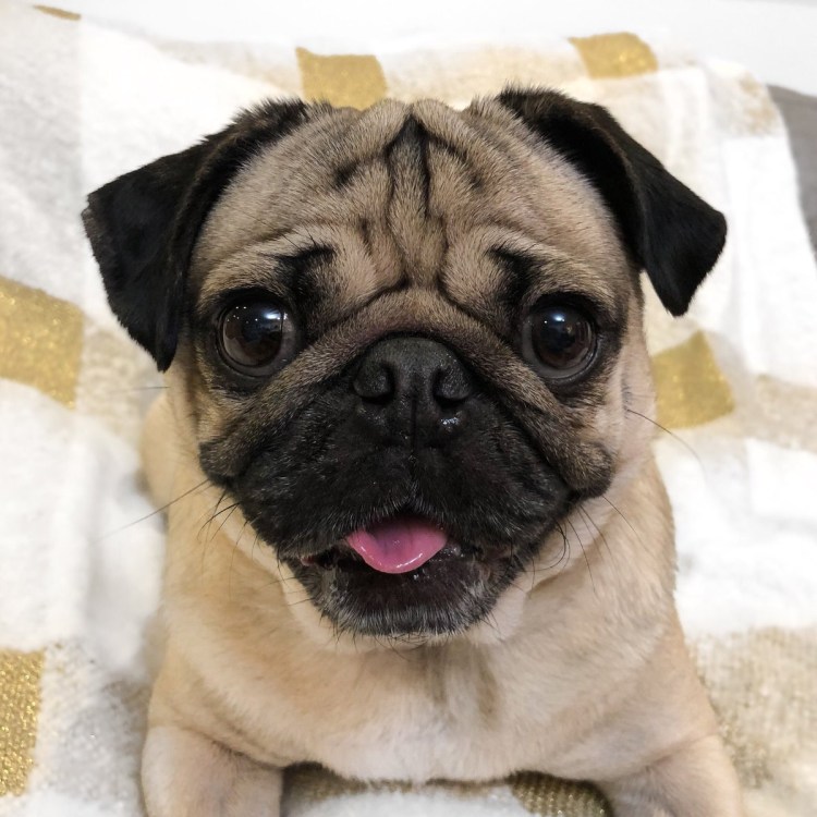 Мопс улыбка