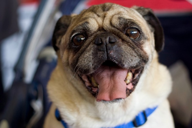 Улыбчивый Мопс