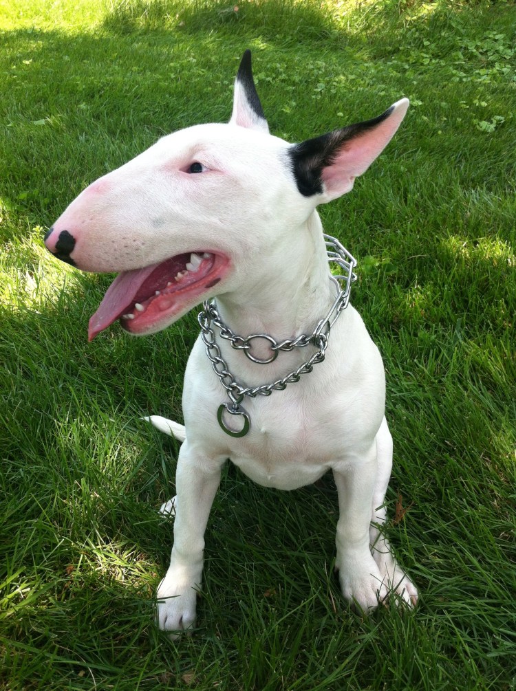 Бойцовские породы собак бультерьер