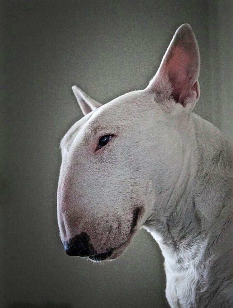 Бультерьер злой оффник