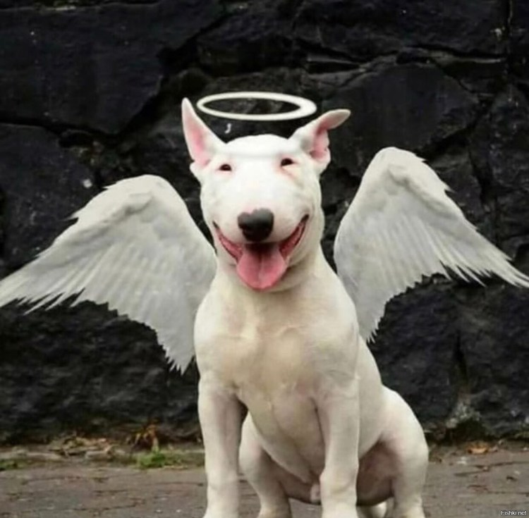 Бультерьер Хинкса