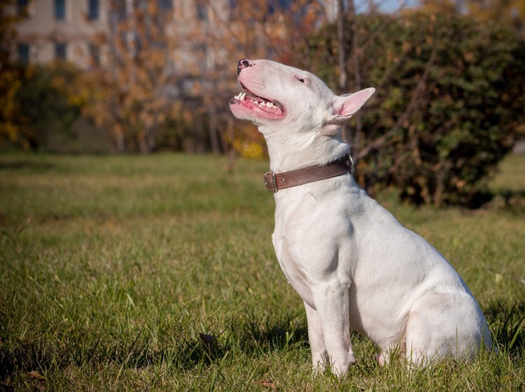 Бультерьер злой Бойцовский