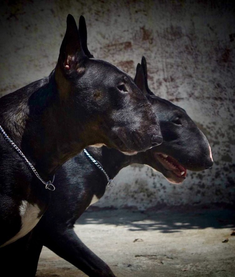 Миниатюрный бультерьер злой