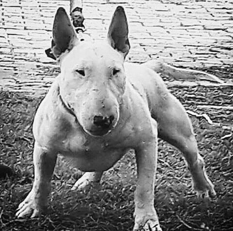 Миниатюрный бультерьер злой