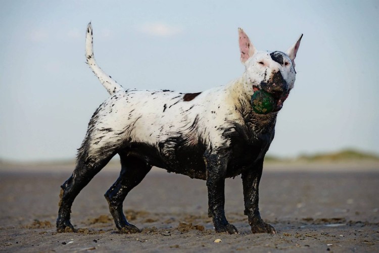 Бультерьер снап купить