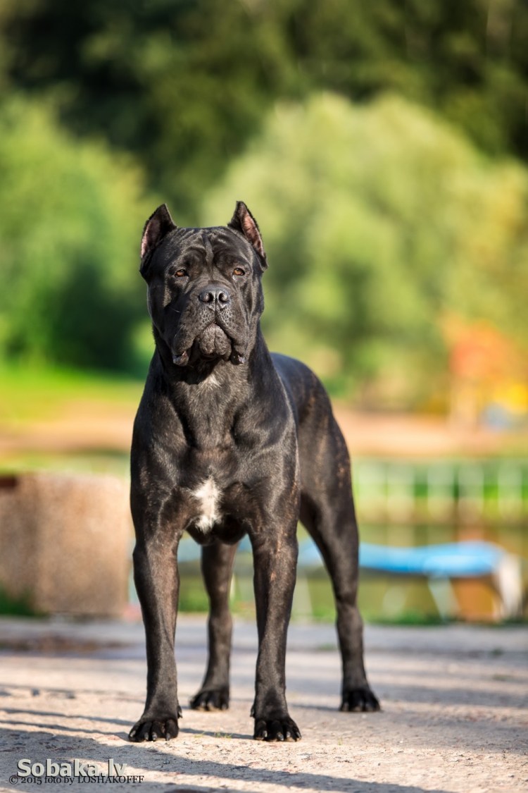 Мастиф Кане Корсо