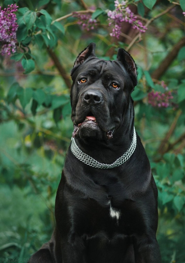 Кане Корсо собака