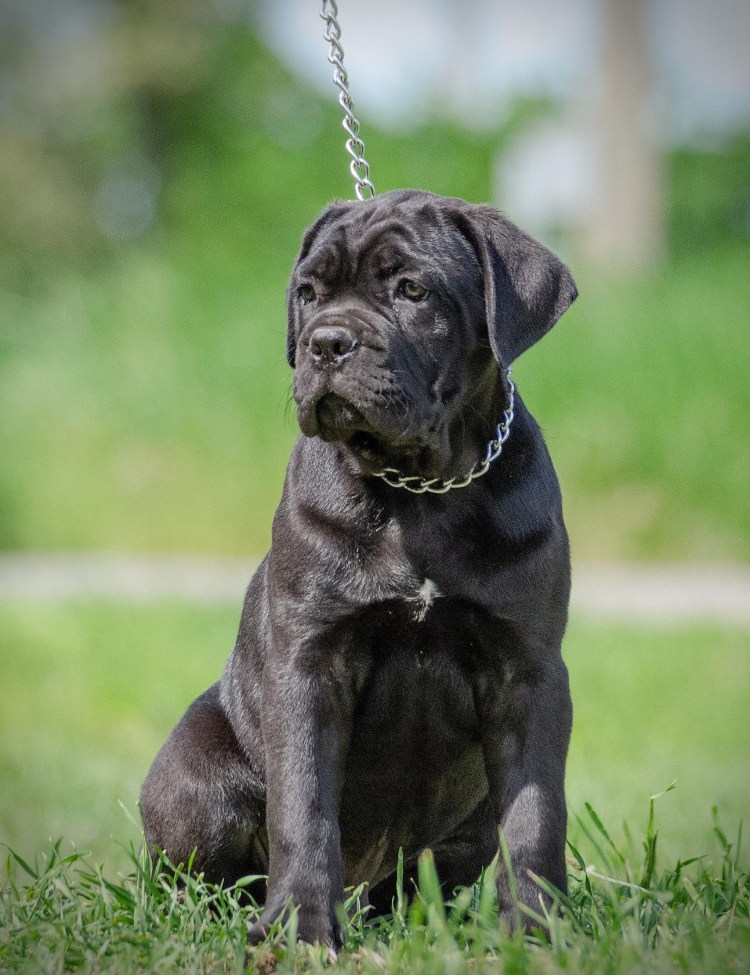 Кане Корсо собака