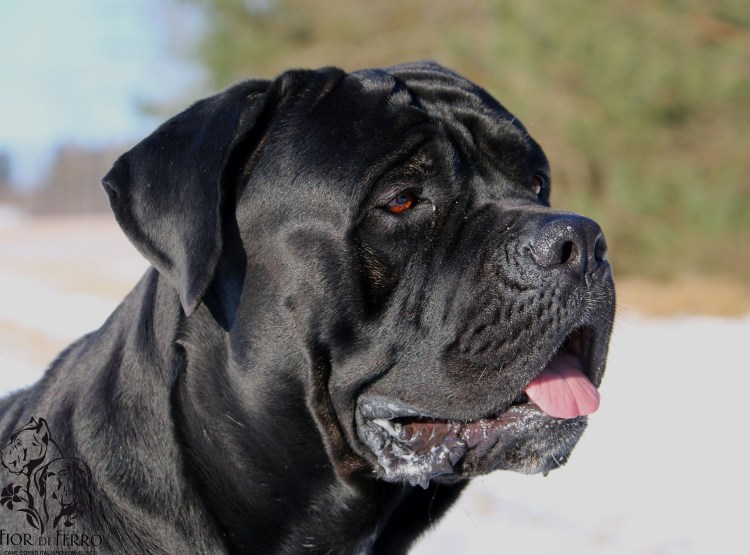 Кане Корсо щенок