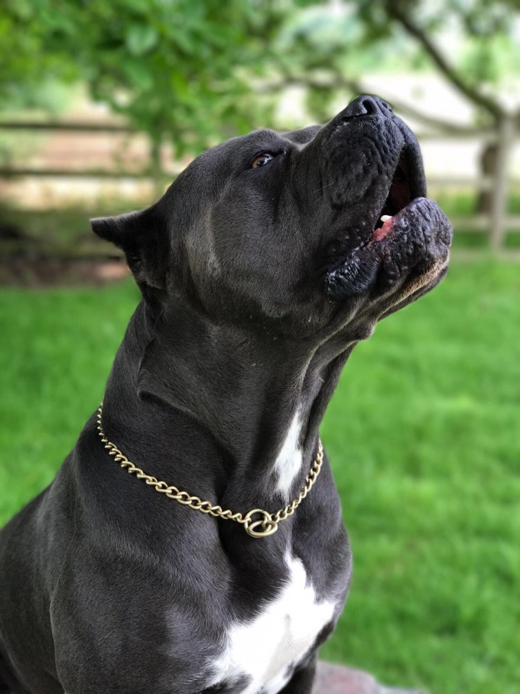 Кане Корсо собака