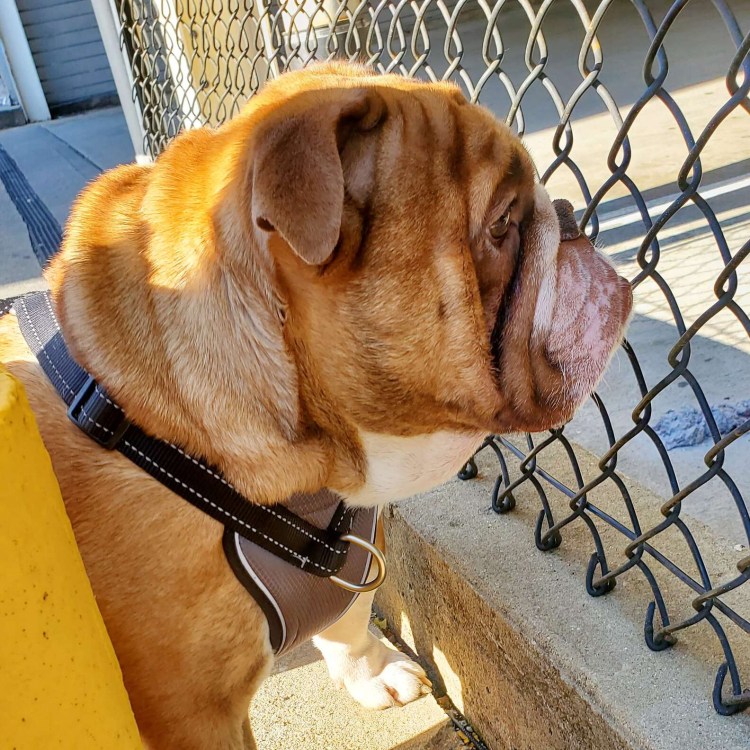 Мопс порода Мопс