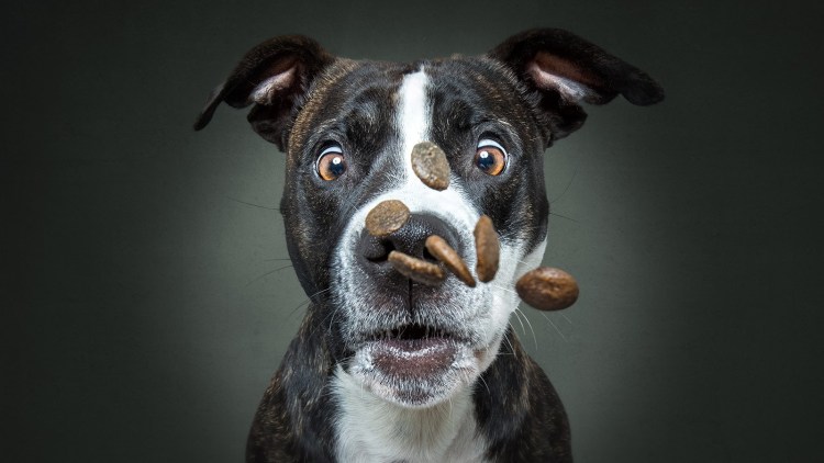 Грустная мордочка