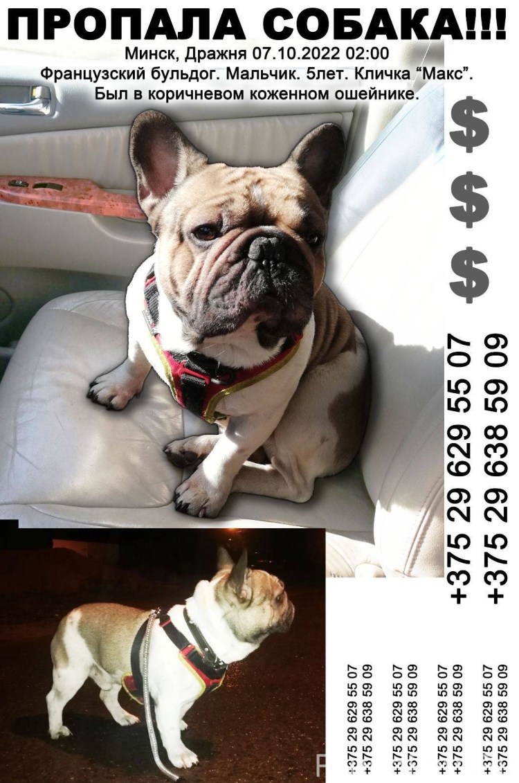 Щенки для инстаграма