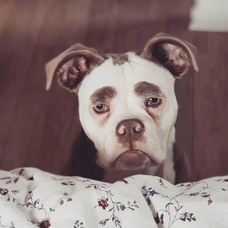 Самая грустная собака