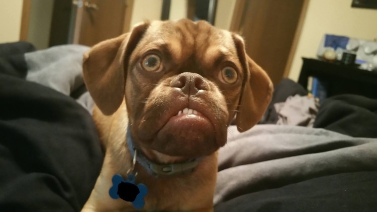 Старотипный английский бульдог