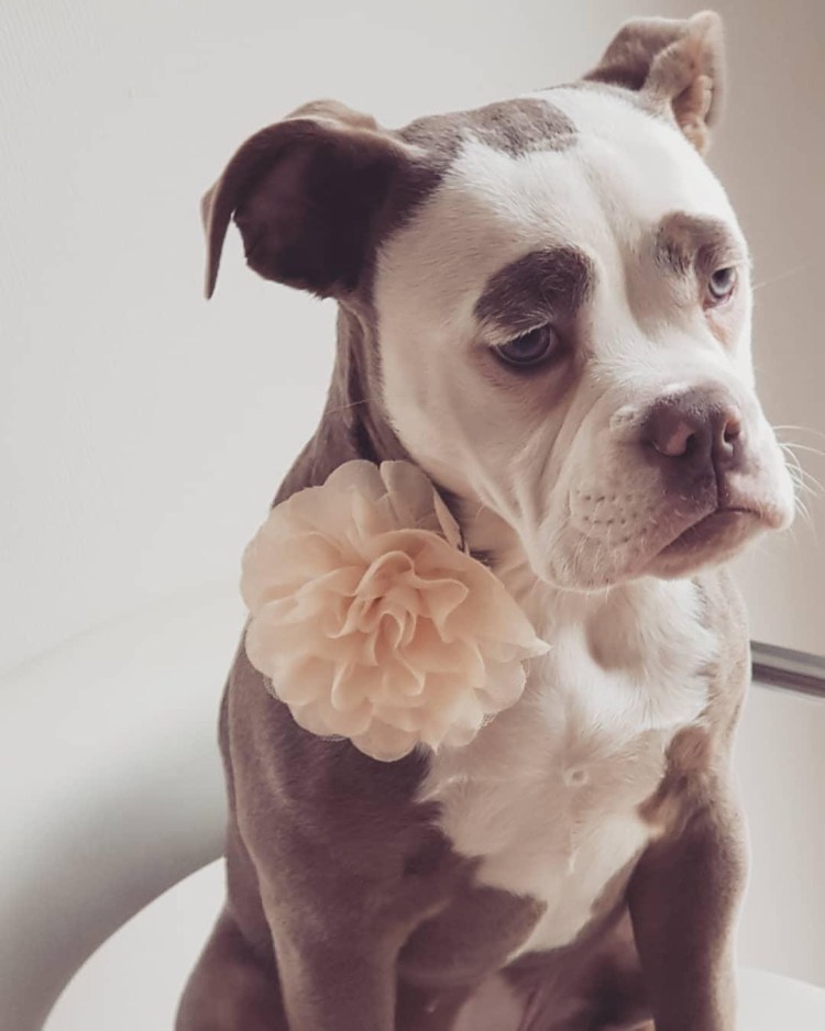 Бульдог немецкий