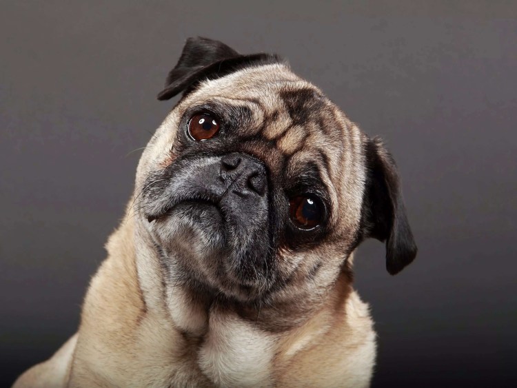 Самая грустная собака